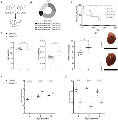 Imbalanced Activation of Wnt-/β-Catenin-Signaling in Liver Endothelium Alters Normal Sinusoidal Differentiation